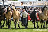 Atkinson Action Horses