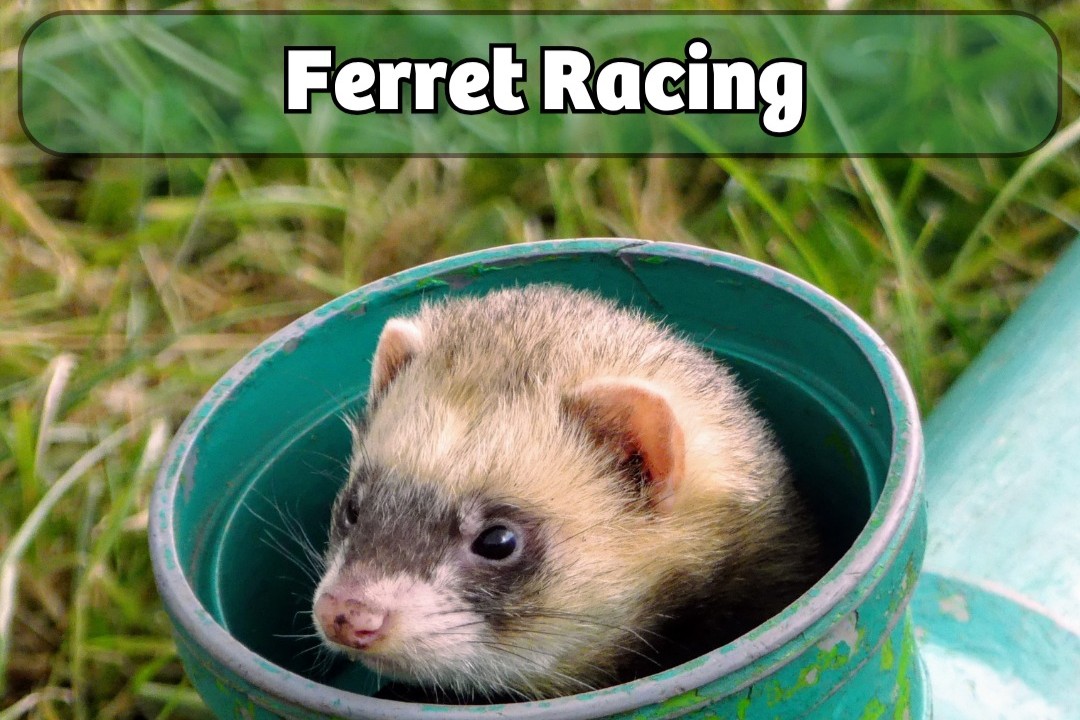 Fast and Furry-ous: Ferret Racing Returns to Mid Devon Show