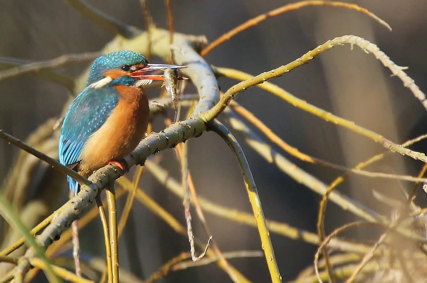 Wildlife Tours East Devon